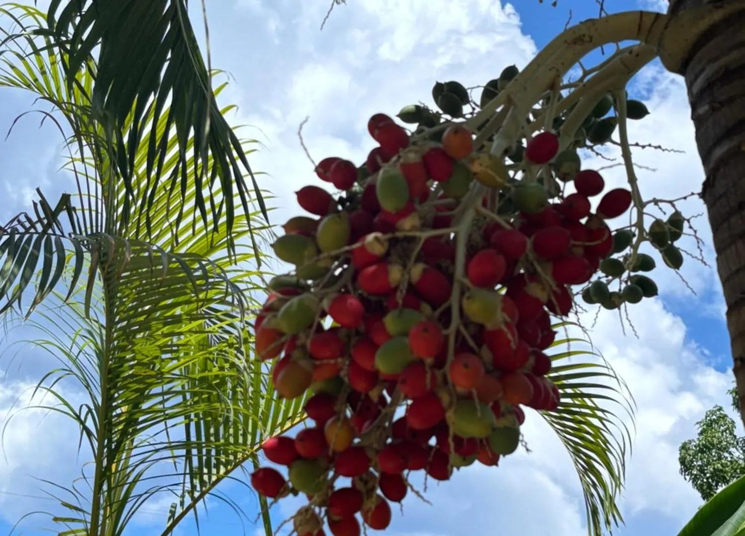 Hotel Sommerville Resorts Negril Jamaica
